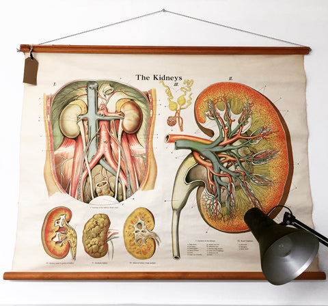 Anatomical Kidneys Wall Chart, 1970's