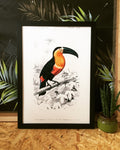 Toucan du Para Tropical Bird