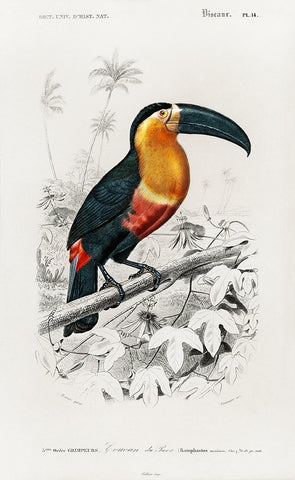 Toucan du Para Tropical Bird