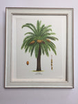 Palm Tree, 1960