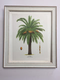 Palm Tree, 1960